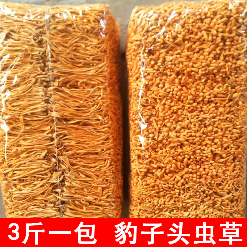 Cordyceps Militaris Flower Wholesale Bagged Cordyceps Militaris Leopard Head Edible Fungi Dry Goods Direct Sales from the Origin 1000g