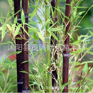 Courtyard Landscaping Seedlings Purple Bamboo Purple Bamboo Seedlings Colorfulful Seedlings Evergreen Plants Garden Landscape