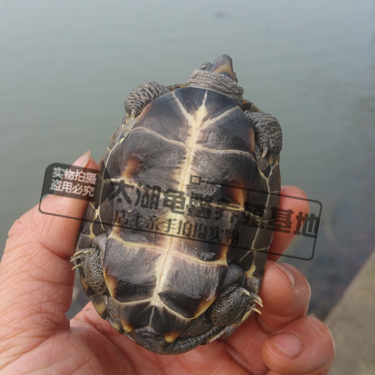 Waitang size Chinese turtle Longevity Turtle golden thread grass seedlings ink turtle small turtle three-line town house farm wholesale