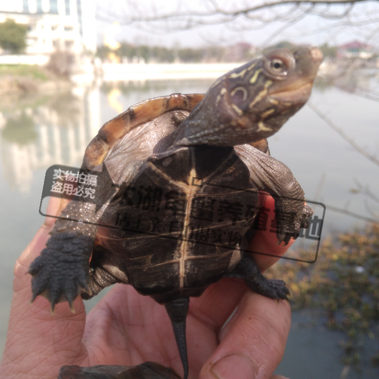 Waitang size Chinese turtle Longevity Turtle golden line turtle seedlings black turtle turtle three line grass laying grass turtle wholesale