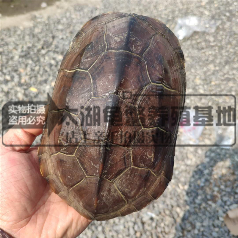 Waitang size Chinese turtle Longevity Turtle golden line turtle seedlings black turtle turtle three line grass laying grass turtle wholesale