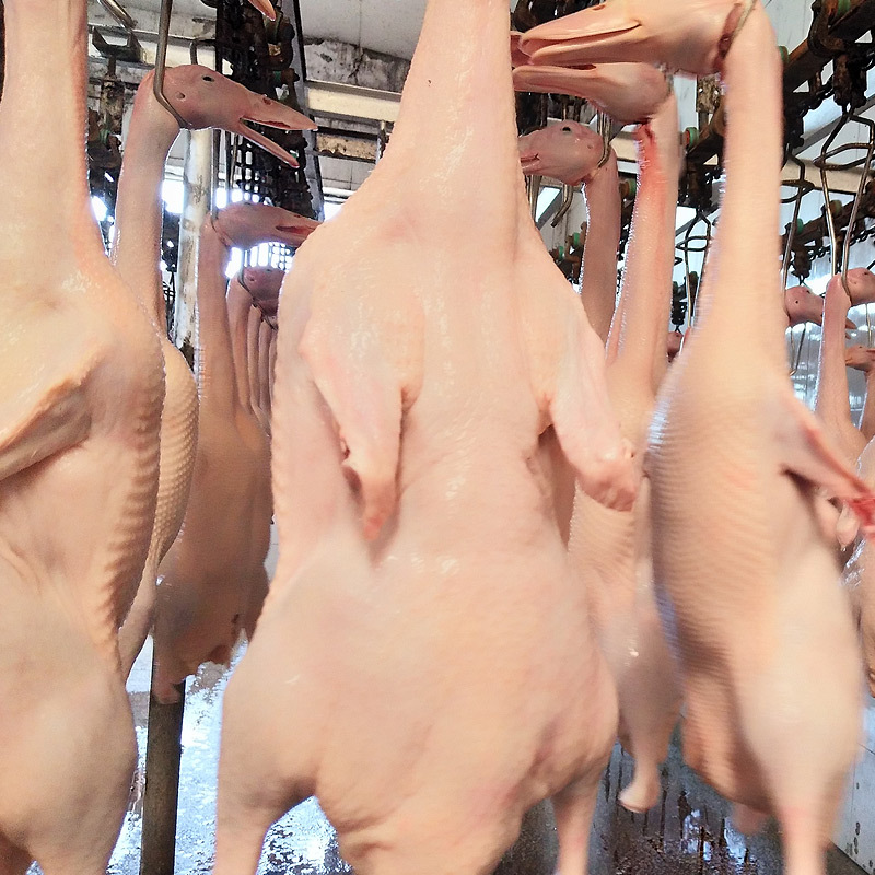 Manufacturer Wholesale Beijing Stuffed Duck Embryo Fresh Frozen Duck Embryo Gutted Duck Raw Material Roasted Duck Embryo