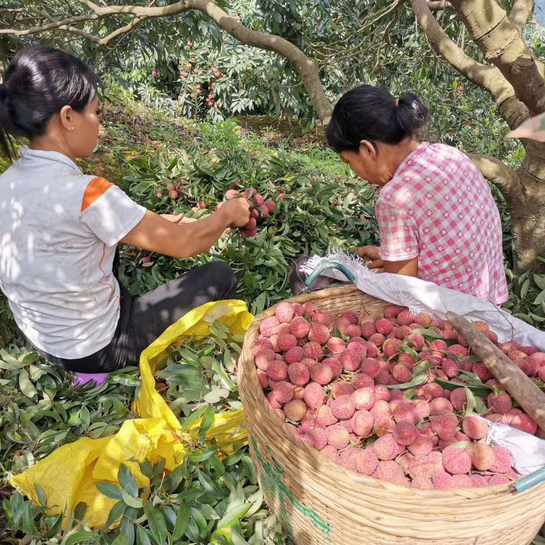 Dried Lychees 2025 Guangxi Chicken Mouth Lychee Dried Fruit Gui Flavor Lychee Thin Shell Thick Flesh Small Seeds New Stock in Stock