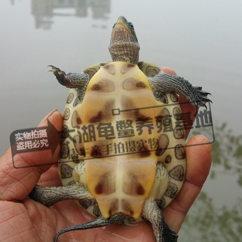 Waitang size pearl turtle pet seedlings Chinese flower turtle Taiwan grass turtle ornamental turtle deep water turtle farm wholesale