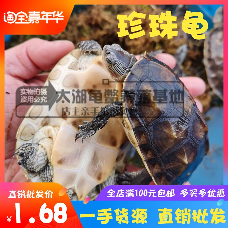 Размер Вайтанг, жемчужная черепаха, рассада домашних черепах, китайская цветочная черепаха, тайваньская травяная черепаха, декоративная черепаха, глубоководная черепаха, ферма, оптовая продажа