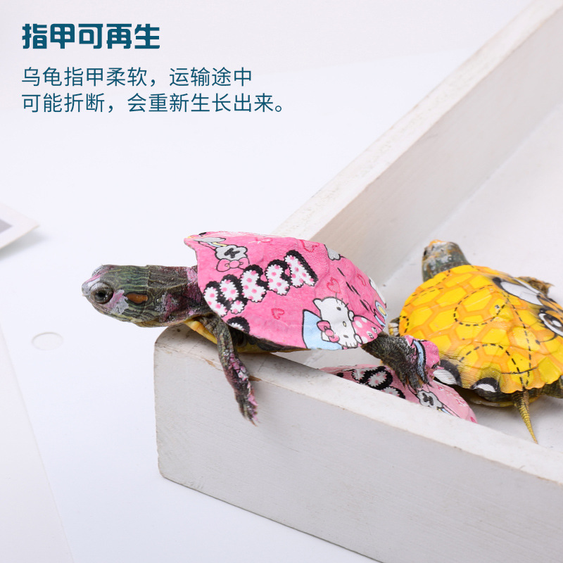 Seven-color small turtle color turtle pet turtle live manufacturers wholesale live Brazilian color turtle seedlings colorful small turtle