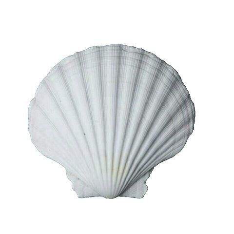 Wholesale Price Barbecue Dapai Restaurant Special Garlic Fans Xia Yi Shlet White Scallop Shell Tray Half Shell