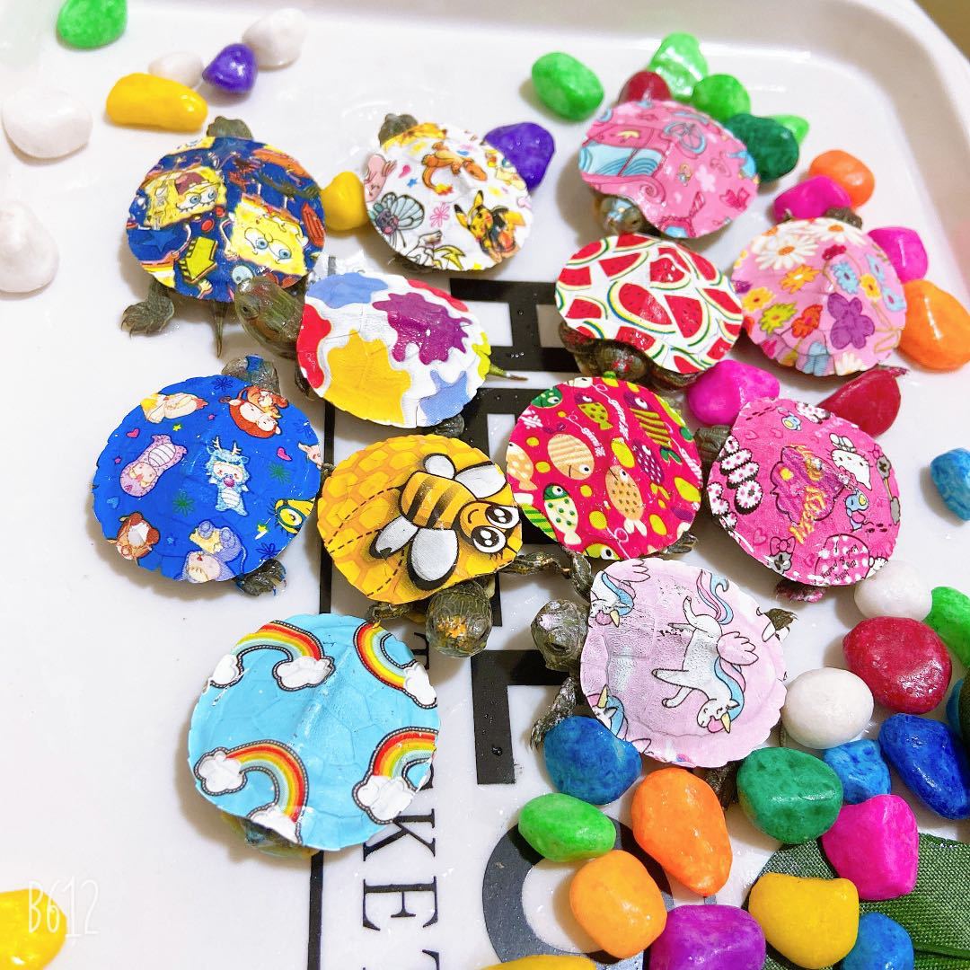 Seven-color small turtle color turtle pet turtle live manufacturers wholesale live Brazilian color turtle seedlings colorful small turtle
