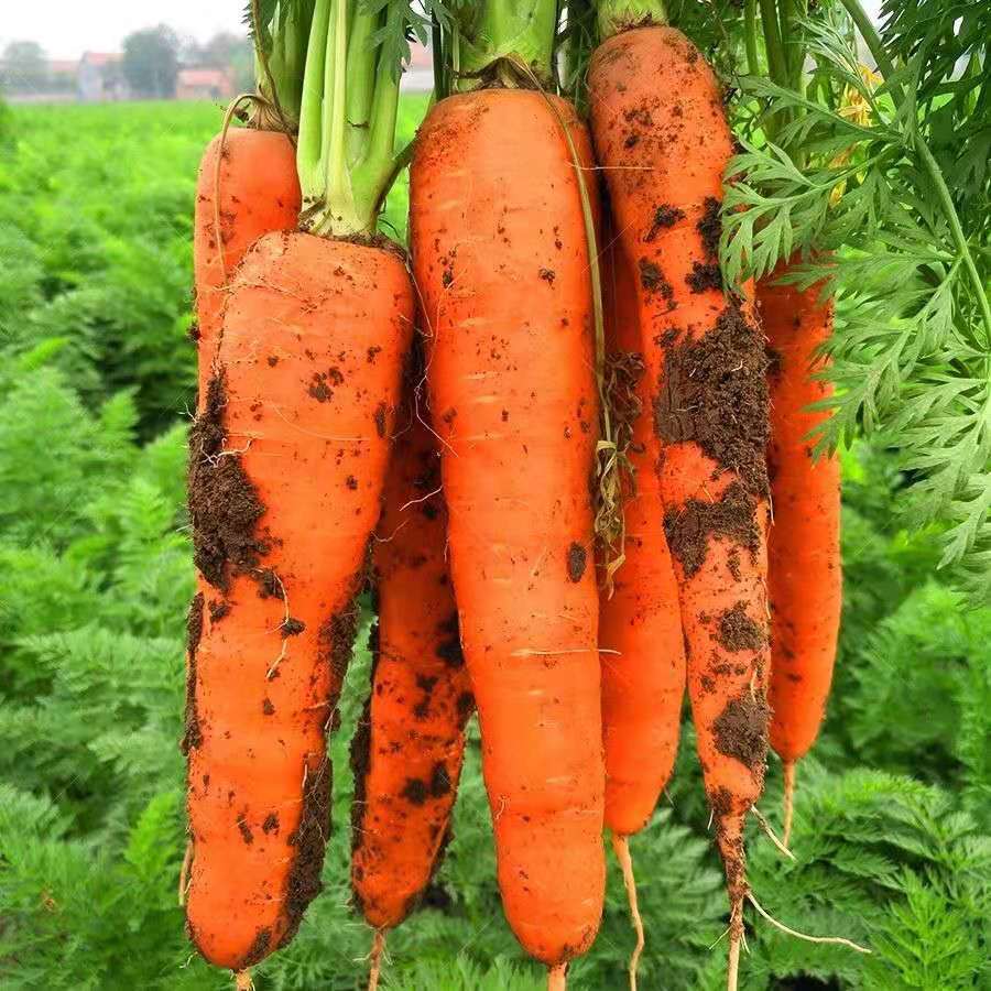 5kg Free Shipping【】Fresh Carrots Vegetables Farmhouse Fruits Radish Vegetable Wholesale Directly Supplied from Shaanxi for Eating Raw