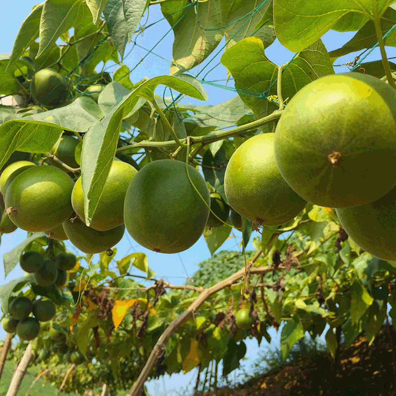 Guangxi Guilin Yongfu big fruit arhat dried Arhat fruit scented tea wholesale Arhat fruit Township Longjiang specialty