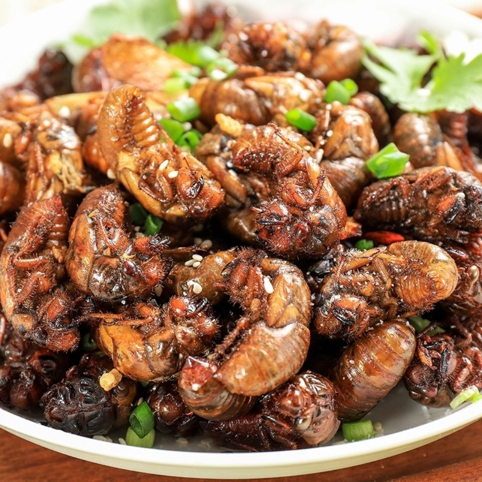 100 Free Shipping Fresh Cicadas Live Quick-Frozen Golden Cicadas Wholesale