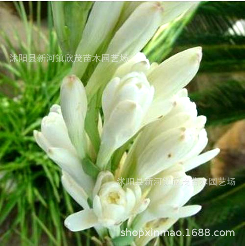 Tuberose Bulbs, Night-Time Flower Seedlings, Strong-Scented Perennial Plants, Indoor and Outdoor Courtyards, Easy to Grow Tuberose in All Seasons