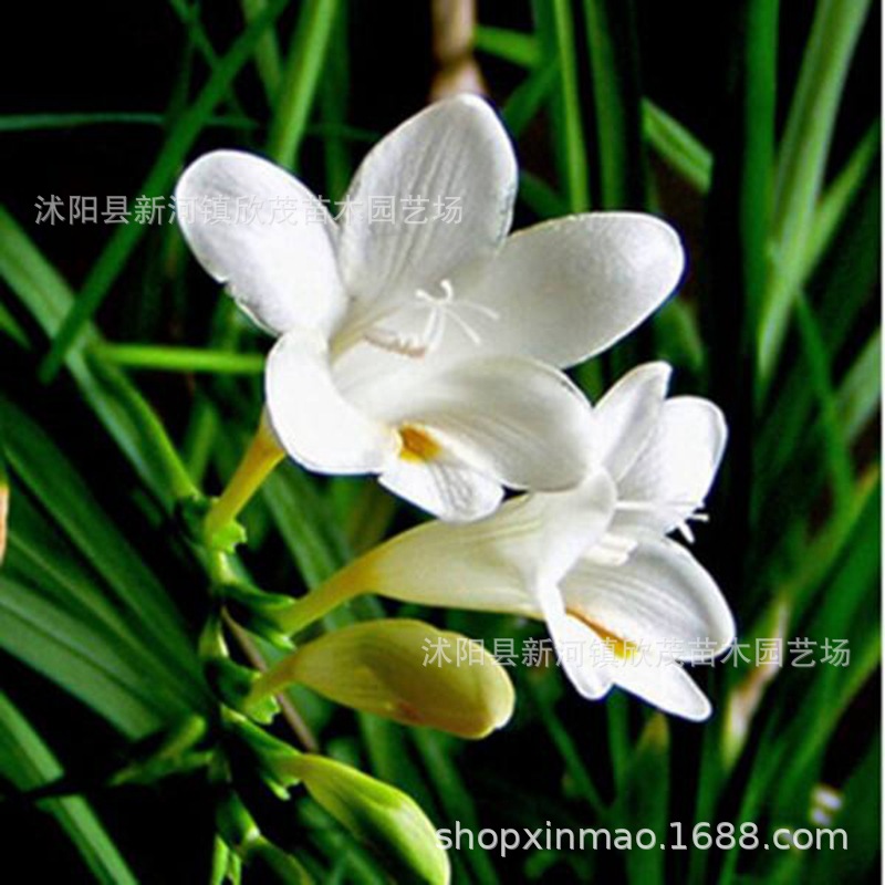 Tuberose Bulbs, Night-Time Flower Seedlings, Strong-Scented Perennial Plants, Indoor and Outdoor Courtyards, Easy to Grow Tuberose in All Seasons