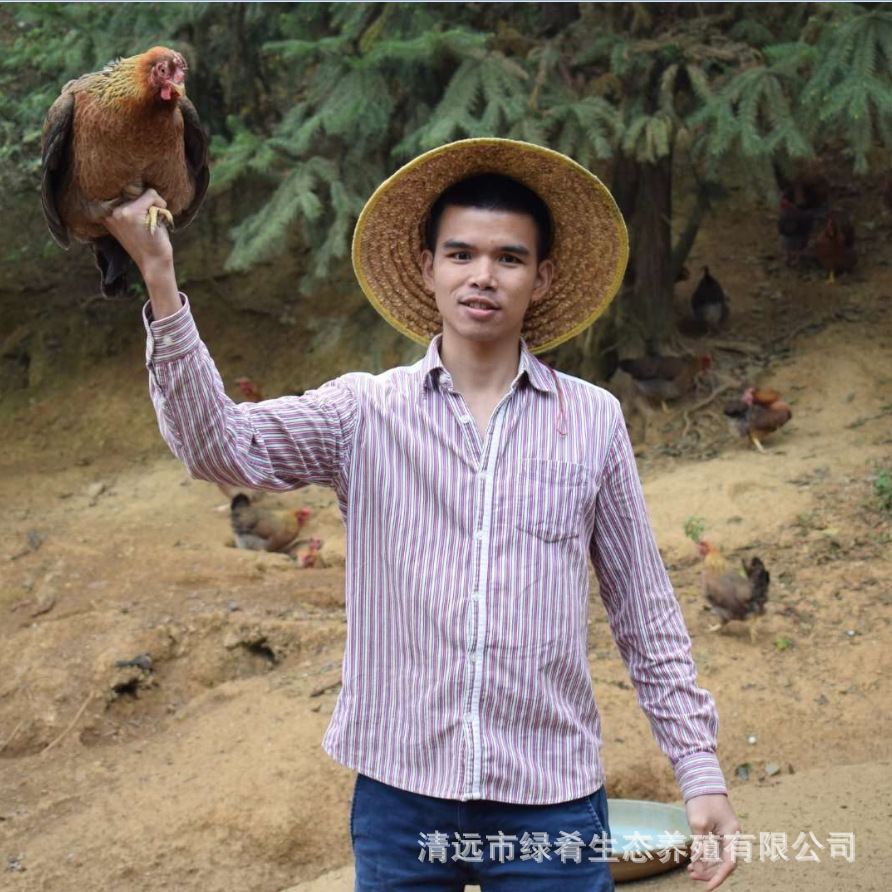 280-Day Guangdong Qingyuan Yangshan Crispy Chicken, Crispy Old Hen, 280-Day Crispy Qingyuan Chicken, Huashi He Tian Chicken
