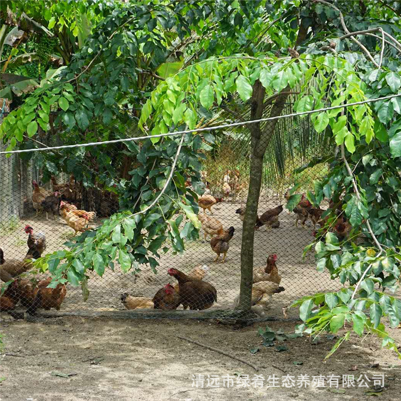 [Shanji Huang] Wenchang Chicken Hainan Farmhouse Free Range 180 Days Free Range Chicken Coconut Chicken Fresh Whole Chicken