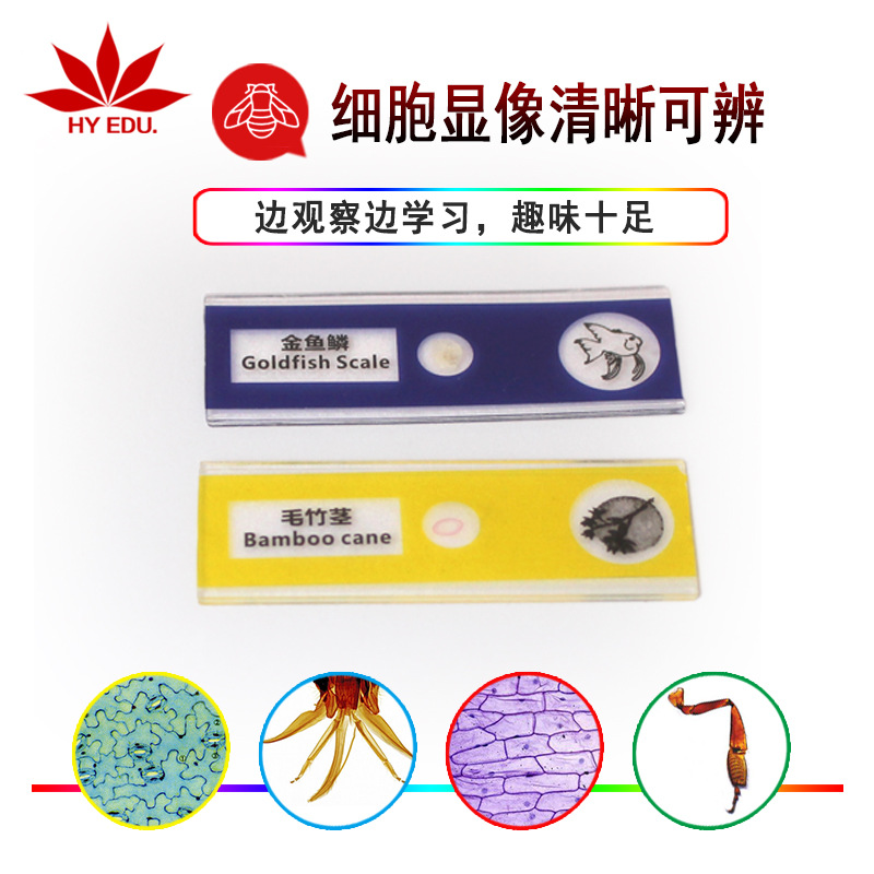 Children's Microscope Specimen Chinese and English Plastic Biological Slices 12 Pieces Animal and Plant Insect Mixed Biological Slices