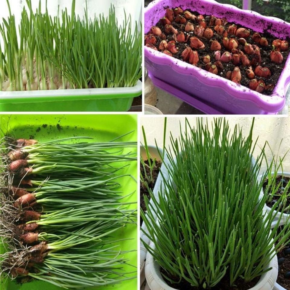 Free Shipping, Dried Chives, Red Onion Seeds, Farm Chive Fruit Wholesale, Shallots, Four-Season Chive Seedlings