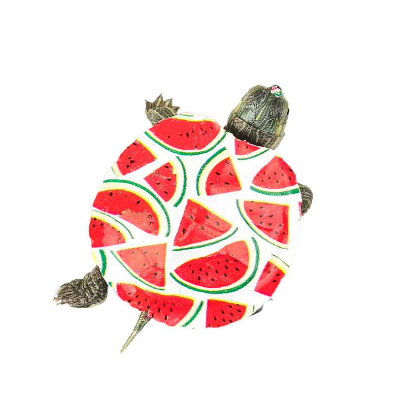 Wholesale colorful little turtle pet turtle living creature color little turtle colorful viewing Brazilian turtle stall small color turtle