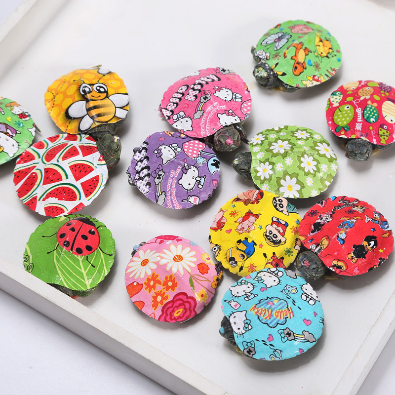Wholesale colorful little turtle pet turtle living creature color little turtle colorful viewing Brazilian turtle stall small color turtle