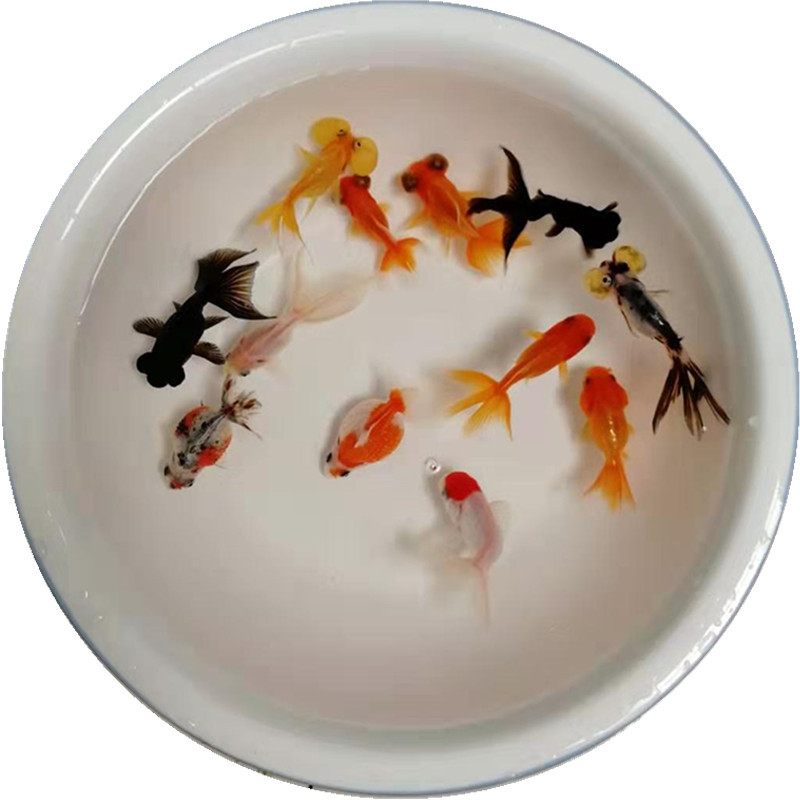 Cold Water Ornamental Fish, Freshwater Small Goldfish, Easy to Grow and Live, Fish Fry, Live Small Koi Live Fish, Pet Wholesale