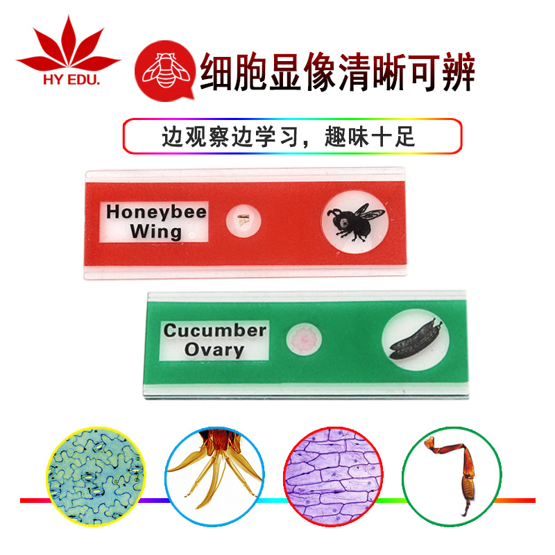 Red Leaf Church Microscope Accessories Plastic Biological Slices 4 Colors English Label 48 Piece Set