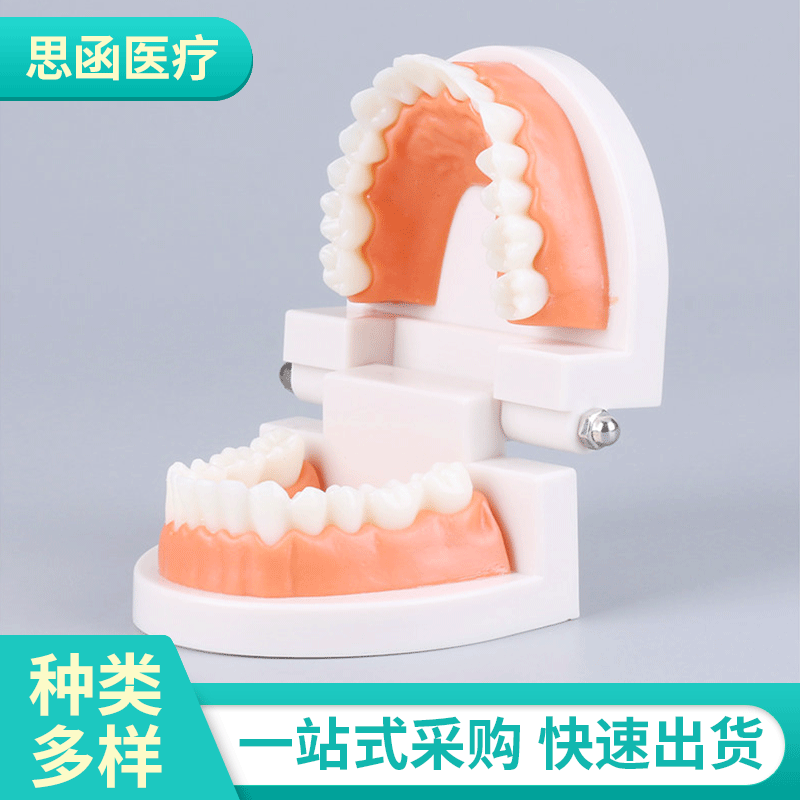 Модель зуба Оральная модель Модель для стоматологии для детского сада Маленькая стоматологическая модель Оптовая продажа оральных материалов