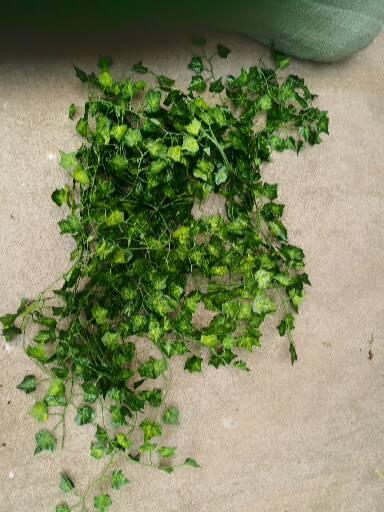 Прямые продажи завода, ползучие листья, виноградная лоза