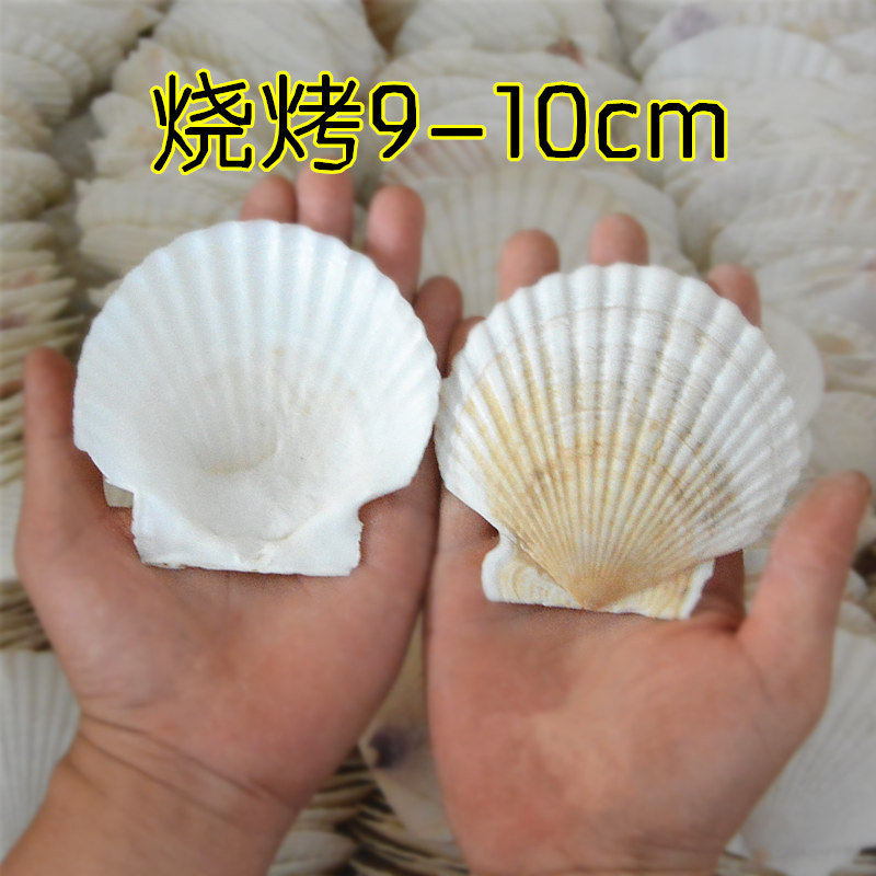 Wholesale Price Barbecue Dapai Restaurant Special Garlic Fans Xia Yi Shlet White Scallop Shell Tray Half Shell