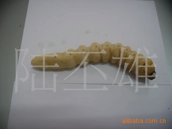 Long-Term Wholesale Firewood Insects, Woodworms, Wood Flowers, Edible Insects, Quick-Frozen Firewood Insects, Yunnan Specialty Insects