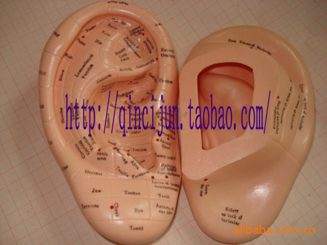 17CM Auricular Acupuncture Model (english) Welcome to Inquire