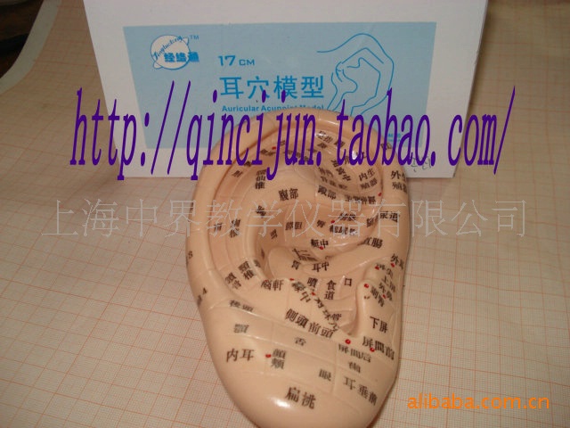 Модель ушной акупунктуры 17 см (японская/китайская)