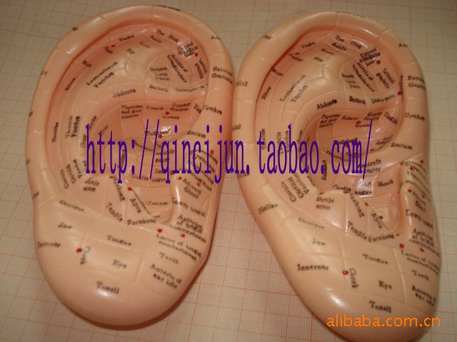 Модель ушной акупунктуры 17 см (английская), добро пожаловать с вопросами