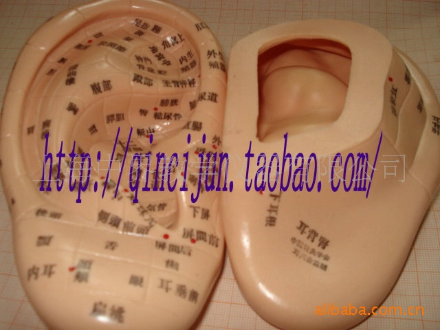 17CM Auricular Acupuncture Model (japanese)/(chinese)