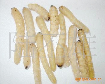 Long-Term Wholesale Firewood Insects, Woodworms, Wood Flowers, Edible Insects, Quick-Frozen Firewood Insects, Yunnan Specialty Insects