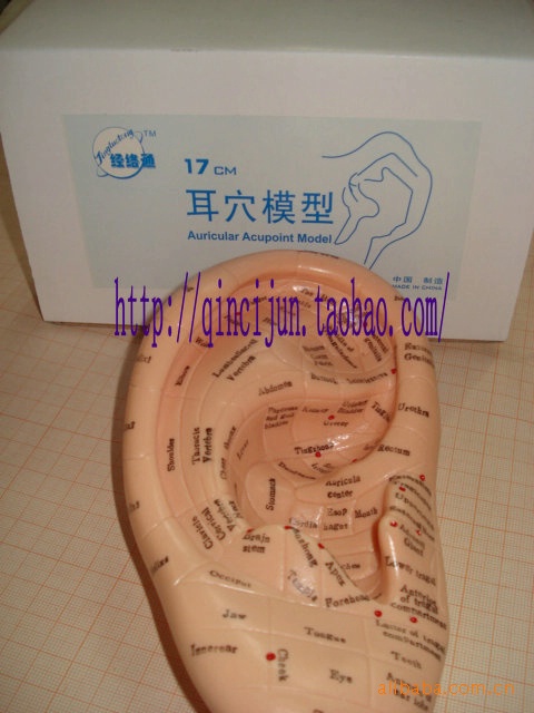 17CM Auricular Acupuncture Model (english) Welcome to Inquire