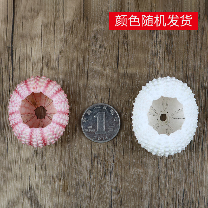Natural Sea Urchin Shell Specimen Air Pineapple Flower Pot Home Floor Decoration Shell Conch Sea Urchin Crafts Wholesale