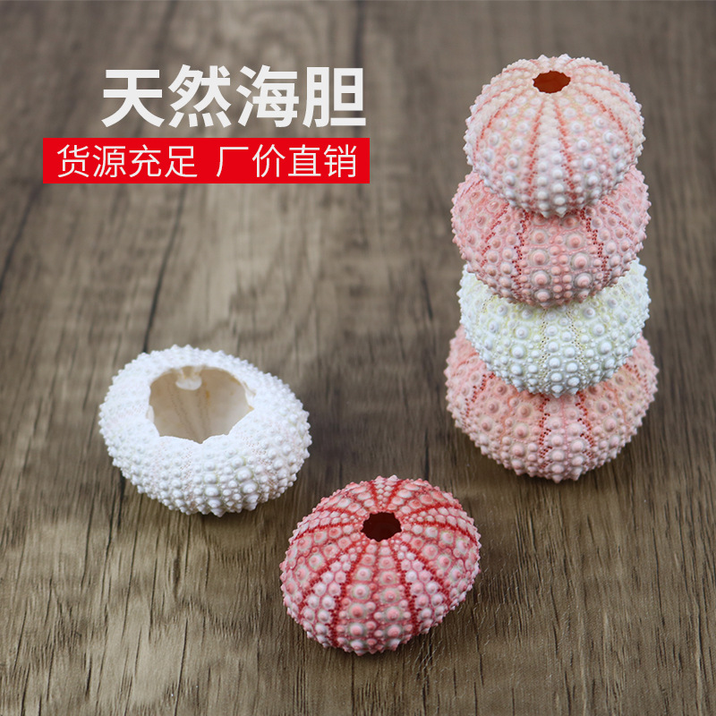 Натуральная раковина морского ежа образец воздух ананас горшок домашнее напольное украшение раковина конха морские ежи ремесла оптом