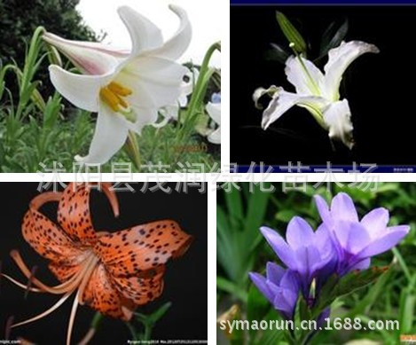 Supply of Lily Bulbs Ornamental Lily Seedlings Shipped with Buds