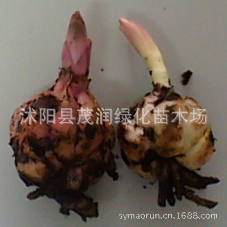 Supply of Lily Bulbs Ornamental Lily Seedlings Shipped with Buds
