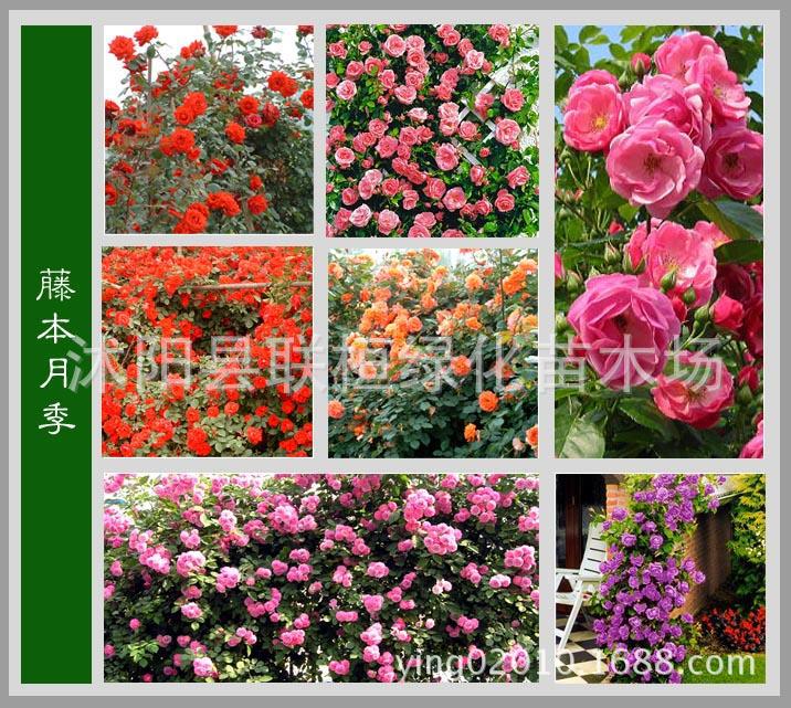Rose Flower Seeds, Climbing Roses, Bloom All Year Round, Climbing Flower Plants, Floral Landscape, Flower Seeds, Roses