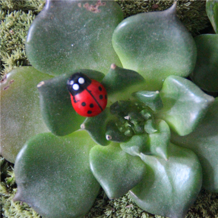 Moss micro landscape ornaments wholesale ecological bottle landscaping wooden beetle seven stars small ladybug small beetle