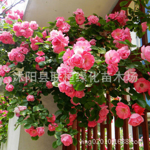 Rose Flower Seeds, Climbing Roses, Bloom All Year Round, Climbing Flower Plants, Floral Landscape, Flower Seeds, Roses
