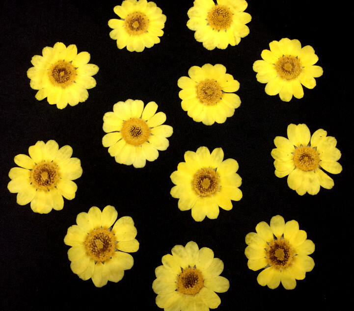 Yellow crystal chrysanthemum sunflower factory wholesale flower painting flower bookmark flower glue mobile phone shell dried flower embossing
