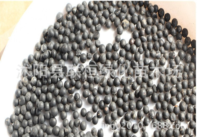 Grass Flower Seeds, Asparagus Seeds, Dwarf Asparagus Seeds, Potted Plant Seeds, Newly Picked Seeds, High Germination Rate