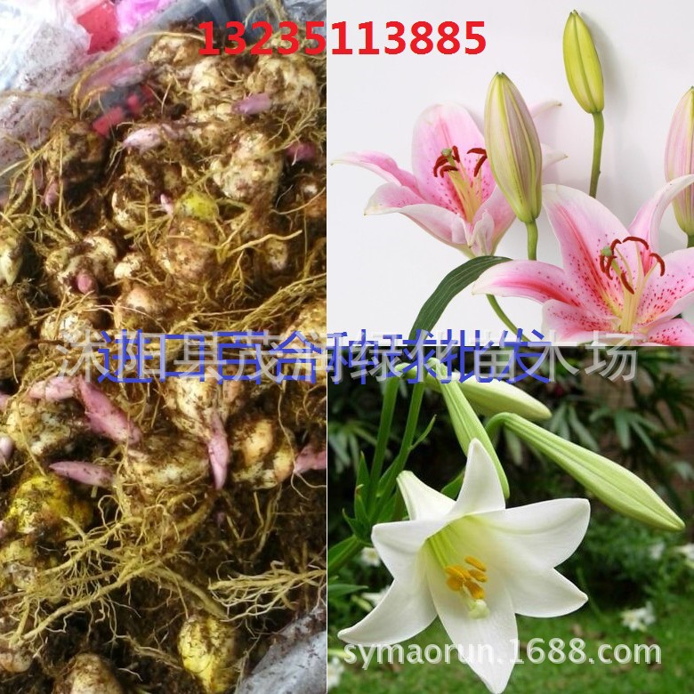 Supply of Lily Bulbs Ornamental Lily Seedlings Shipped with Buds