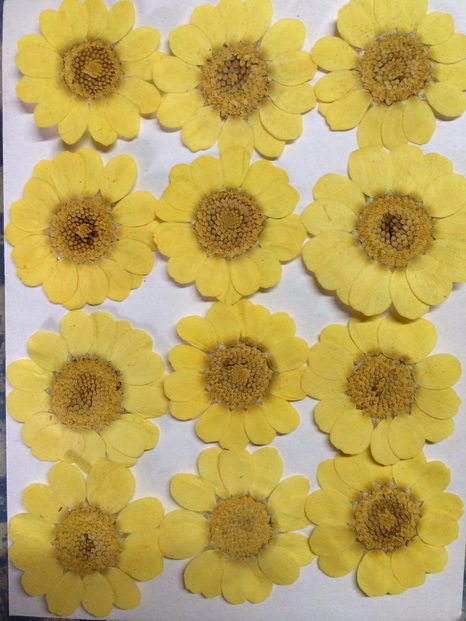 Yellow crystal chrysanthemum sunflower factory wholesale flower painting flower bookmark flower glue mobile phone shell dried flower embossing