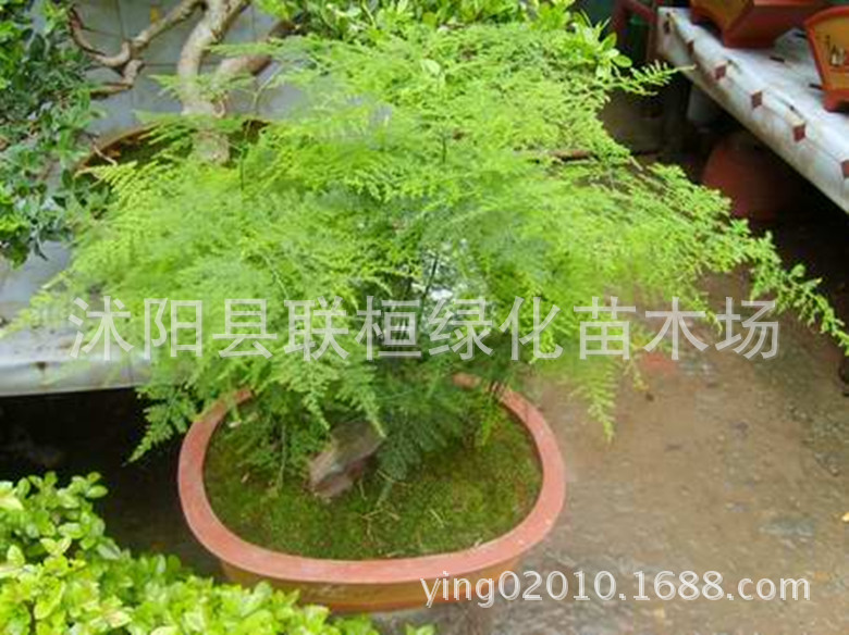 Grass Flower Seeds, Asparagus Seeds, Dwarf Asparagus Seeds, Potted Plant Seeds, Newly Picked Seeds, High Germination Rate