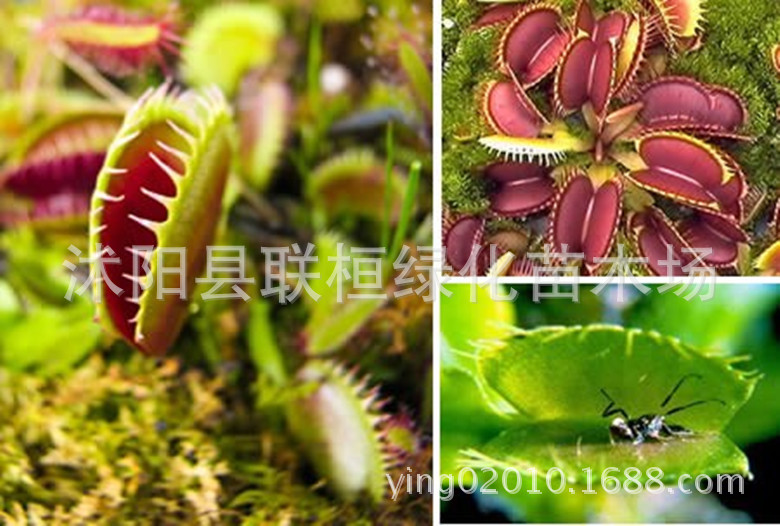 Flytrap Seeds, Carnivorous Plants, Man-Eating Flower Seeds, Mosquito Repellent Plants, Mosquito-Catching Plants, Insect-Eating Plants, Insect-Catching Plants, Fun Desktop Potted Plants