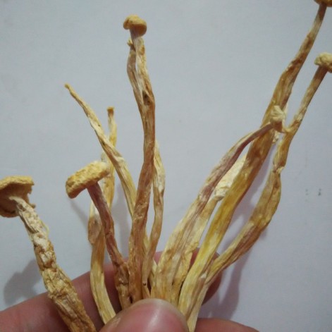Tianyuan [Direct Approved from the Place of Origin] Seafood Mushrooms/Crab Flavored Mushrooms Dried Shrimp Mushrooms Supply Hotel Ingredients 0.5kg