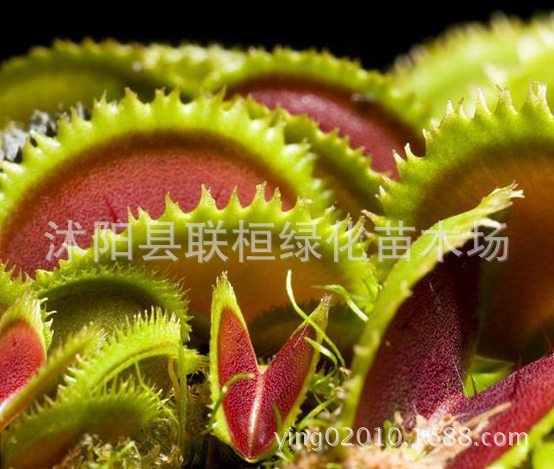 Flytrap Seeds, Carnivorous Plants, Man-Eating Flower Seeds, Mosquito Repellent Plants, Mosquito-Catching Plants, Insect-Eating Plants, Insect-Catching Plants, Fun Desktop Potted Plants